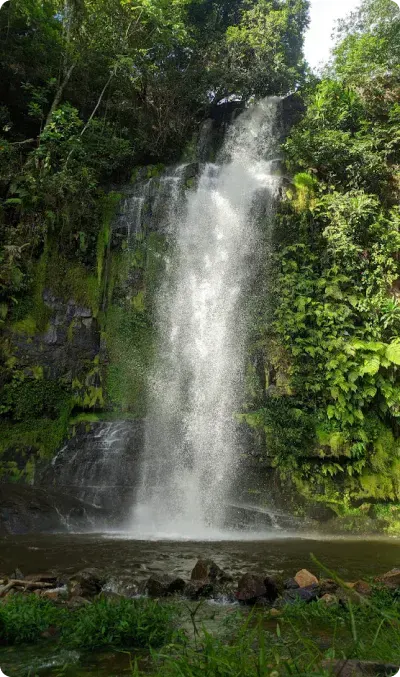 Queda d'água da Cachoeira Pé da Serra descendo por um paredão de pedra coberto de vegetação, em Barra do Garças